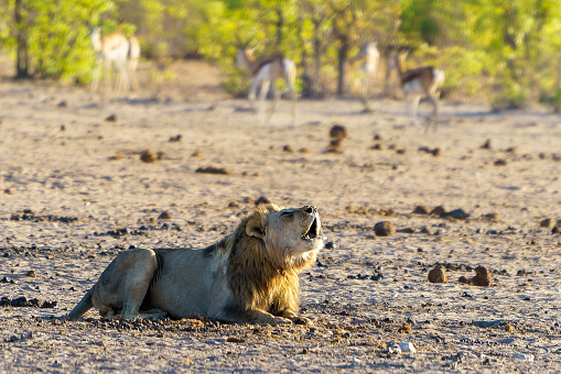A lion roaring in the Moremi Game Reserve, Botswana.