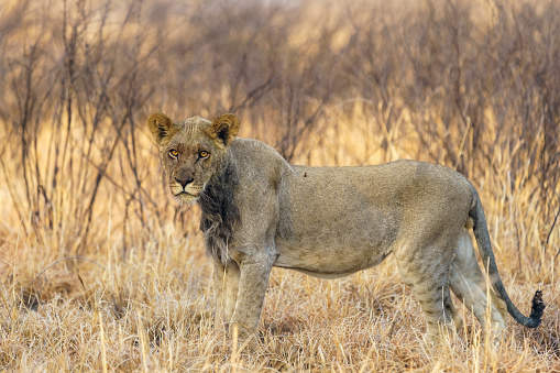 Lioness walking on the road - Kruger National Park, South Africa.