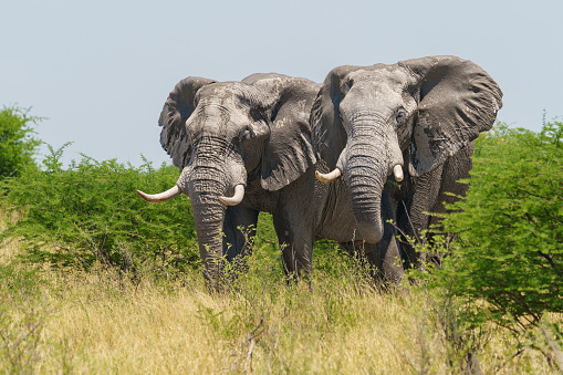 The two majestic bull elephants roaming the savanna of Makgadikgadi National Park in Botswana.