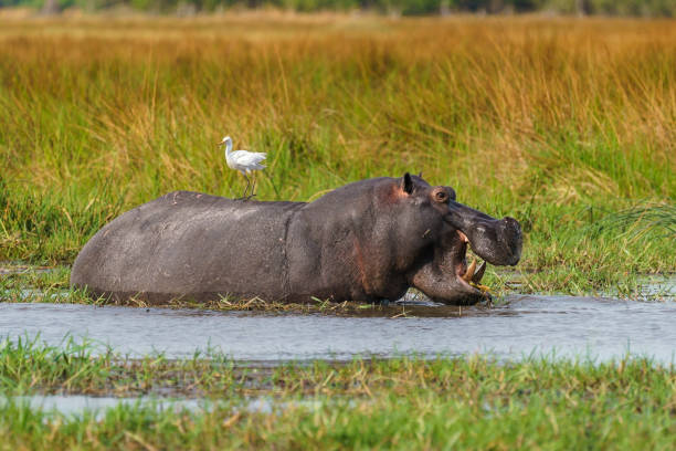 istock Hippopotamus in the Okavango Delta in Botswana. 1912484954