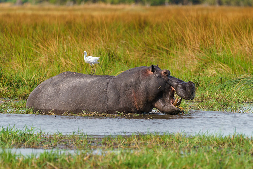 A Hippopotamus in the Okavango Delta in Botswana.