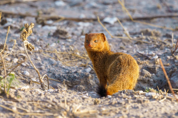 istock Yellow Mongoose in the Central Kalahari Game Reserve, Botswana. 1912485470