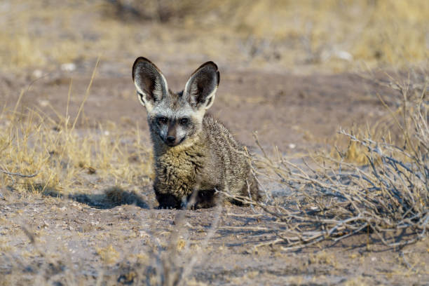 istock Bat-eared Fox in the Central Kalahari Game Reserve, Botswana. 1912485473
