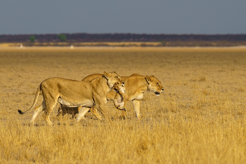 The two majestic lions with a cub walking across a dry, golden plains landscape.