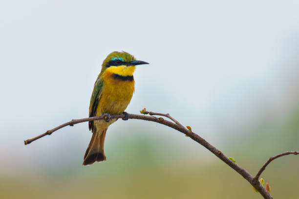 istock Bee-eater perched on a twig in Moremi Game Reserve, Botswana. 1912486013