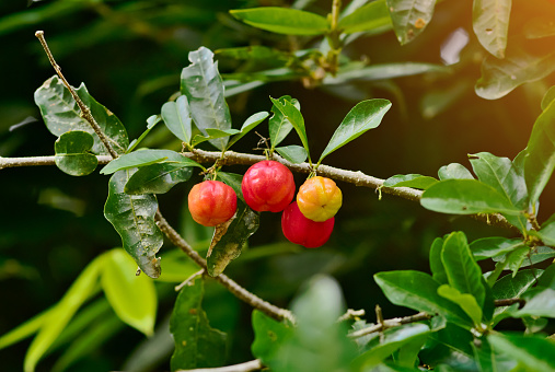 Fresh red, orange and green organic acerola cherry on the tree