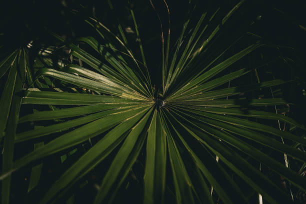 palm leaf - palm leaf flash ストックフォトと画像