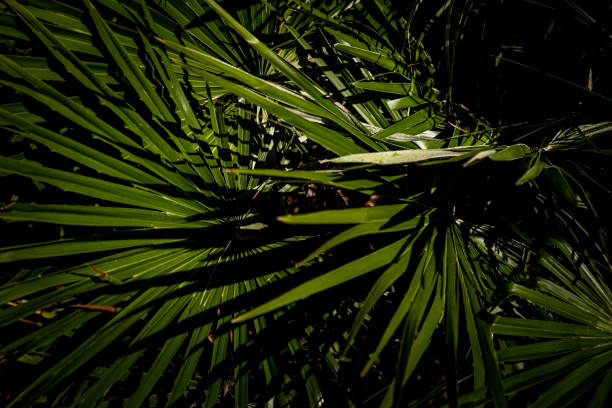 palm tree leafs - palm leaf flash imagens e fotografias de stock