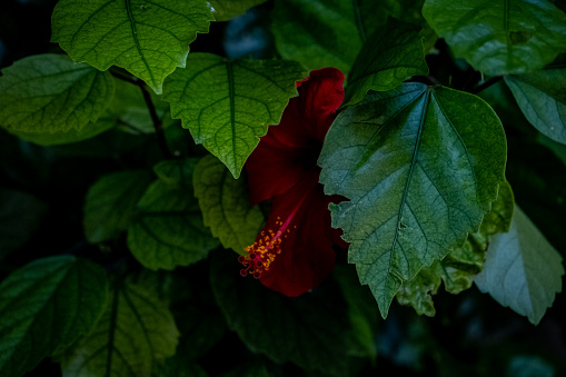 Hibiscus leafs