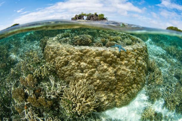istock Beautiful Corals in Shallow Water in Raja Ampat 1912503670