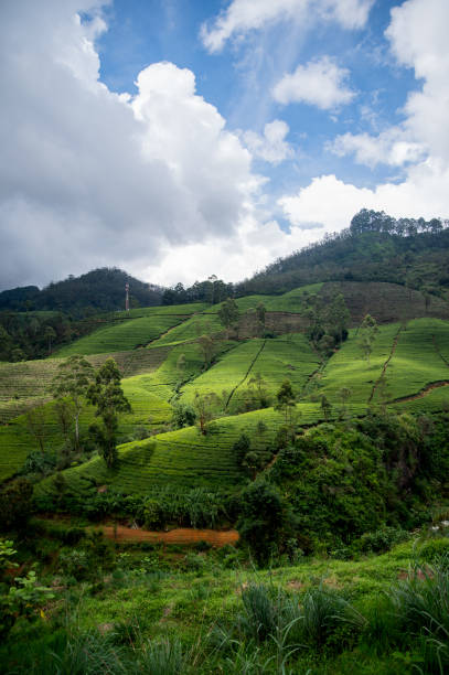 istock Landscape Views of Tea Fields in Nuwara Eliya 1912506809