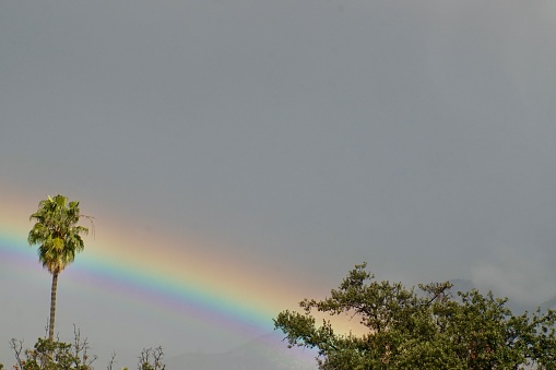 Los Angeles Palm Trees with Rainbow