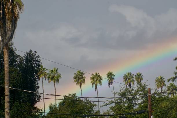 istock Los Angeles Palm Trees with Rainbow 1912546801