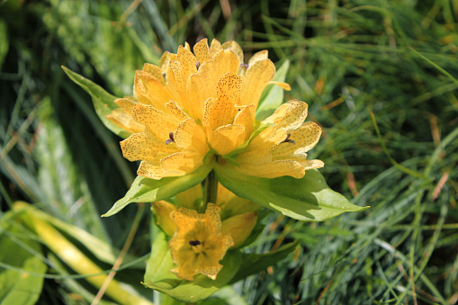 yellow flower in the garden