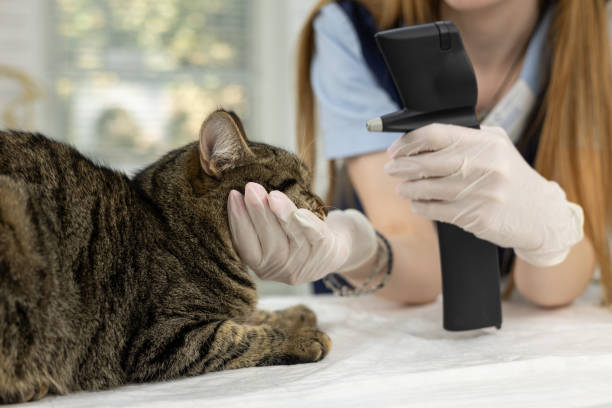 istock A veterinary ophthalmologist measures the pressure in a cat's eye using a tonometer. The cat sits calmly on the table while the ophthalmologist examines the eyes. Eye pressure in a cat. 1912553521