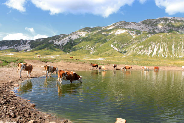 istock scenic view of Campo Imperatore with cows 1912573293