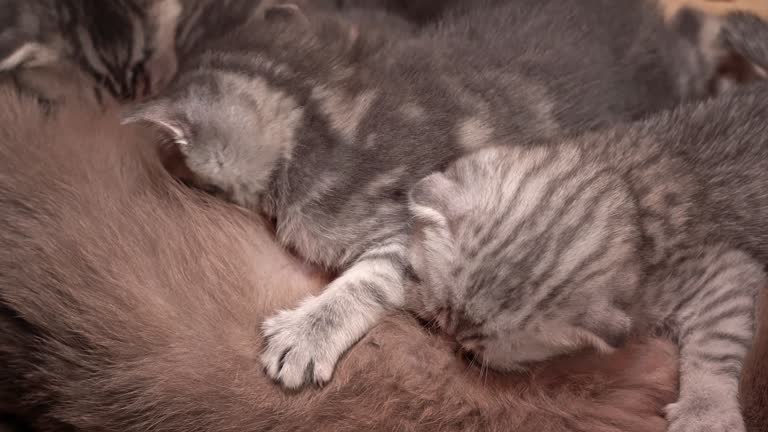 Gray Tabby Cute Kittens Suck the Breast of Their Mother Cat