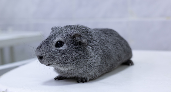 A gray guinea pig sits on a veterinarian's table at an appointment. Cute guinea pig being examined in the veterinarian's office. The owner brought his beloved guinea pig to the veterinary clinic..