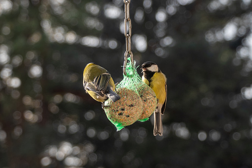 Two great tits (Parus major) on a hanging bird feeder