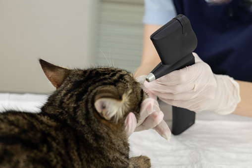 Un oftalmólogo atiende a un animal y se mide la presión intraocular con un tonómetro. El médico mide con precisión la presión ocular con un tonómetro oftálmico. Gato en el oftalmólogo. photo