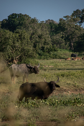 Water Buffaloes bathing and grazing in swamp lake pond at Yala National Park Safari drive