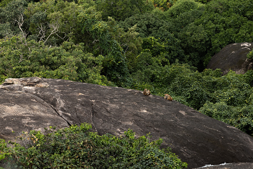 Monkey family sitting on Rock Boulder at Yala National Park in Sri Lanka with jungle bush lands and tree canopies