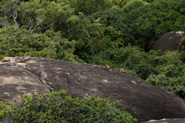 Monkey family sitting on Rock Boulder at Yala National Park in Sri Lanka with jungle bush lands and tree canopies Monkey family sitting on Rock Boulder at Yala National Park in Sri Lanka with jungle bush lands and tree canopies bush land natural phenomenon environmental conservation stone stock pictures, royalty-free photos & images