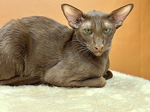 Oriental cat with large ears and chocolate green eyes.