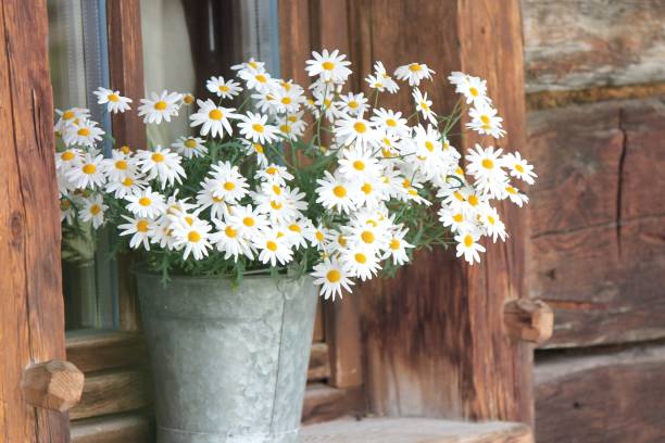 daisies in the vase