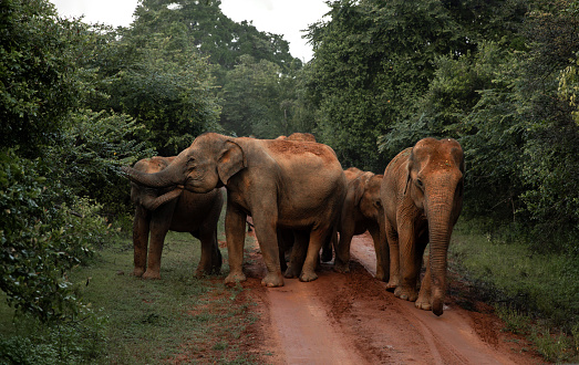 Elephant family spotted from safari at Yala National Park