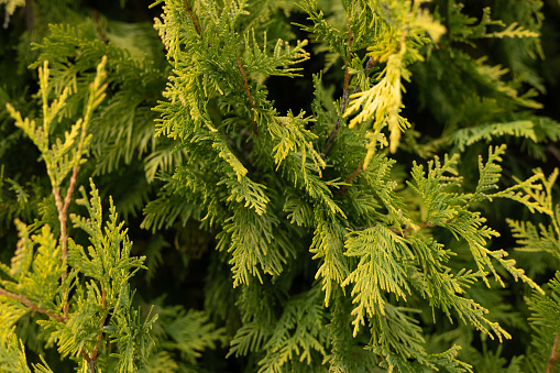 Close-up of thuja branches reaching towards the camera in the rays of the setting sun. Beautiful branches of evergreen thuja form a smooth background. Background of thuja branches growing on a bush..