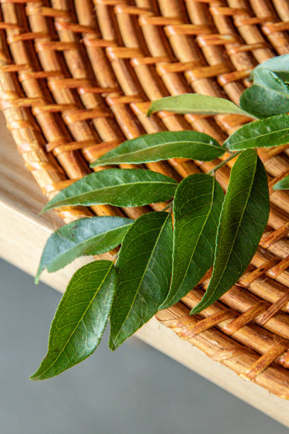 fresh curry leaves ingredient used to cook Asian curry dishes