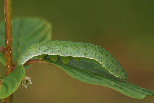 Natural closeup of a caterpillar of the Brimstone butterfly, Gonepteryx rhamni, on glossy buckthorn plant