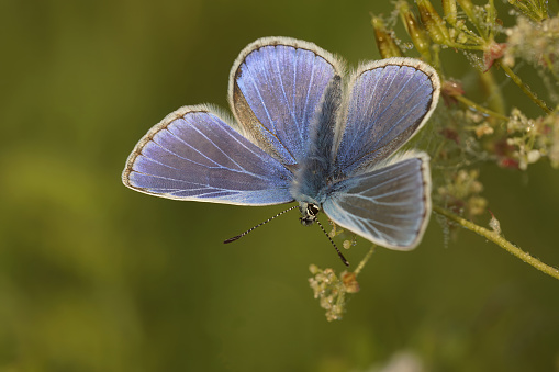Natural closeup on a colorful Icarus blue butterfly , Polyommatus icarus sitting with open wings in a meadow