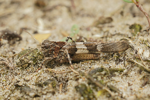 Natural closeup on a European Blue-winged grasshopper , Oedipoda caerulescens, sitting on the ground