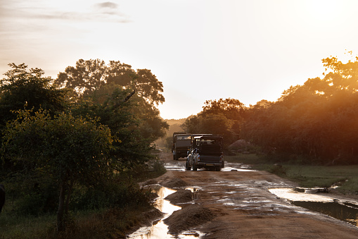 Safari jeep driving at sunset golden hour in Yala National Park jungle bush lands