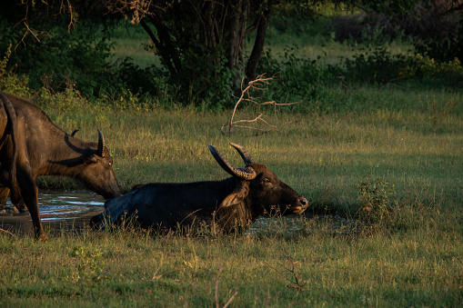 Water Buffaloes bathing and grazing in swamp lake pond at Yala National Park Safari drive