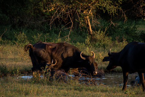 Herd of zebu cattles on a pasture in Tanzania