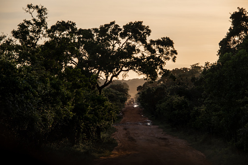 Safari jeep driving at sunset golden hour in Yala National Park jungle bush lands