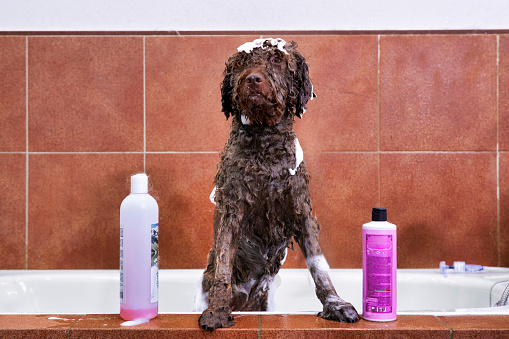 A Spanish woolly water dog between two bottles of body wash enjoys the week's wash
