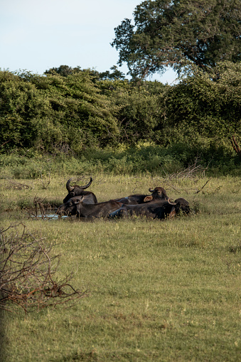 Water Buffaloes bathing and grazing in swamp lake pond at Yala National Park Safari drive