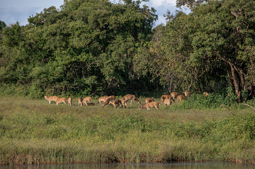 Herd of wild deer grazing at lake shore meadow at Yala National Park safari drive