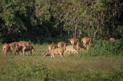 Herd of wild deer grazing at lake shore meadow at Yala National Park safari drive