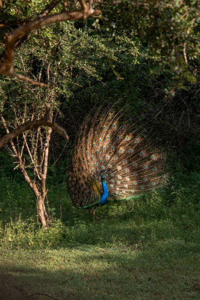 birdwatching safari of peacock bird standing in bush at yala national park - animal beak bird wading stock-fotos und bilder