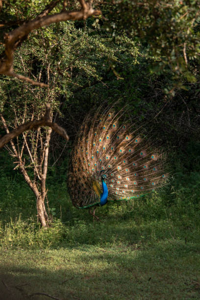 birdwatching safari of peacock bird standing in bush at yala national park - animal beak bird wading photos et images de collection