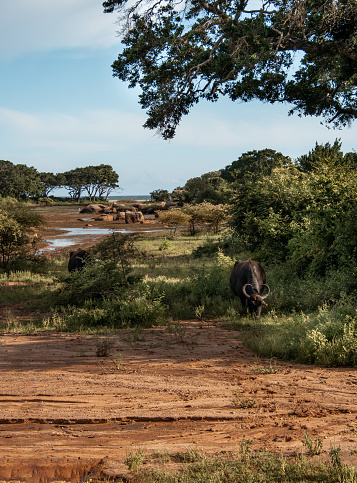 Water Buffaloes grazing in swamp lake shore at Yala National Park Safari drive