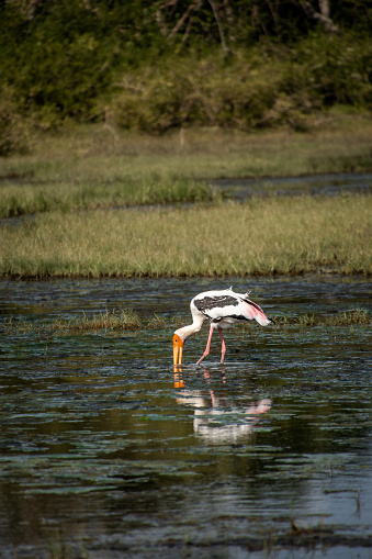 Birdwatching of painted stork standing in swamp lake at Yala National Park