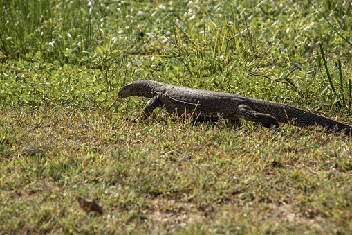 Land monitor lizard walking on lakeshore at Yala National Park
