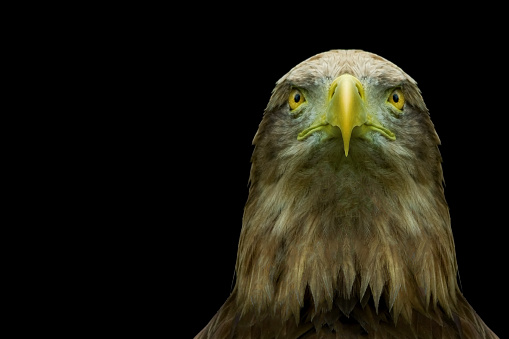 Close-up image of a bird of prey on a black background