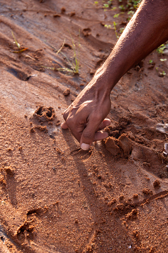 ranger pointing to animal tracks in wet sand during morning bush walk at Yala National Park